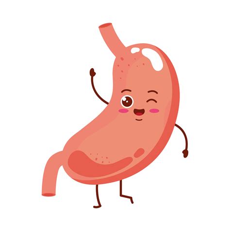 abdomen cartoon|clip art stomach images.